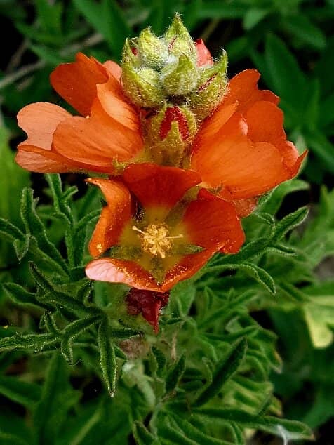 Echo and Pasqua Lakes