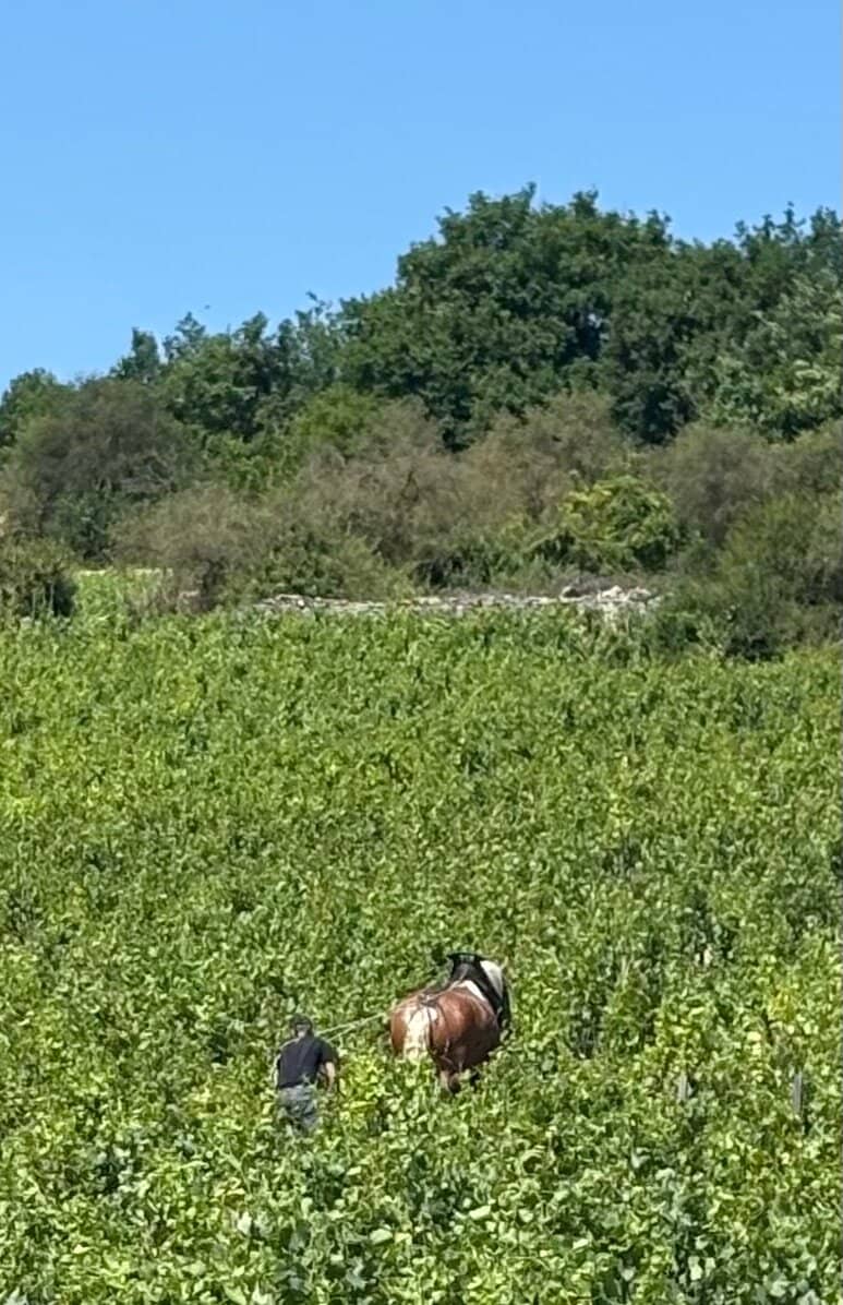 Vineyard Vistas