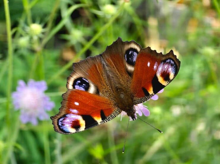 Vast Outdoor Gardens