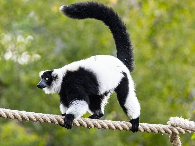 Polar Bear Sanctuary