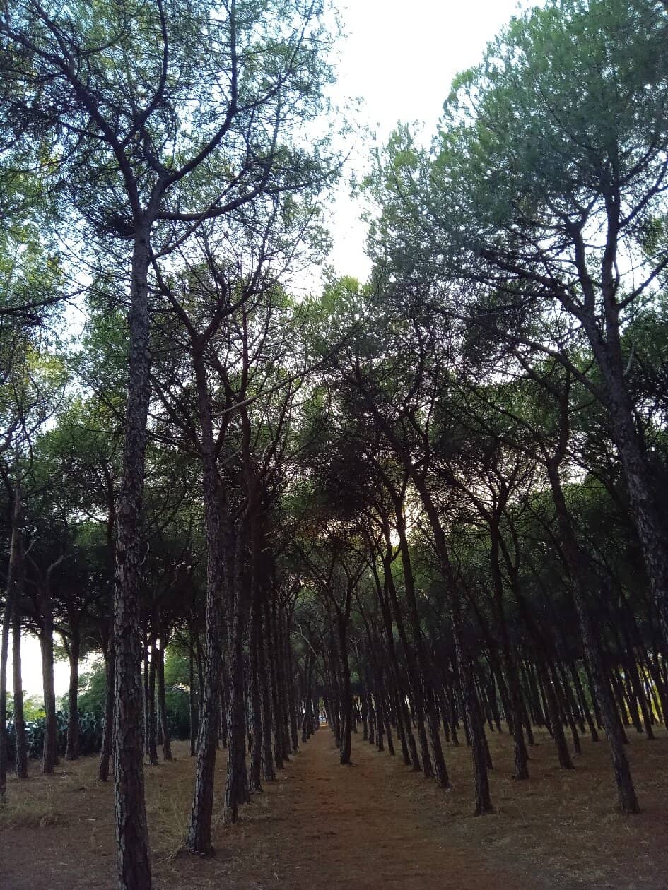 Picnic Spots