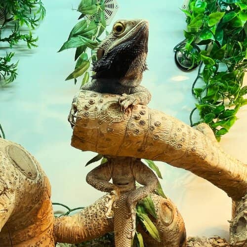 Adventure Play & Rides