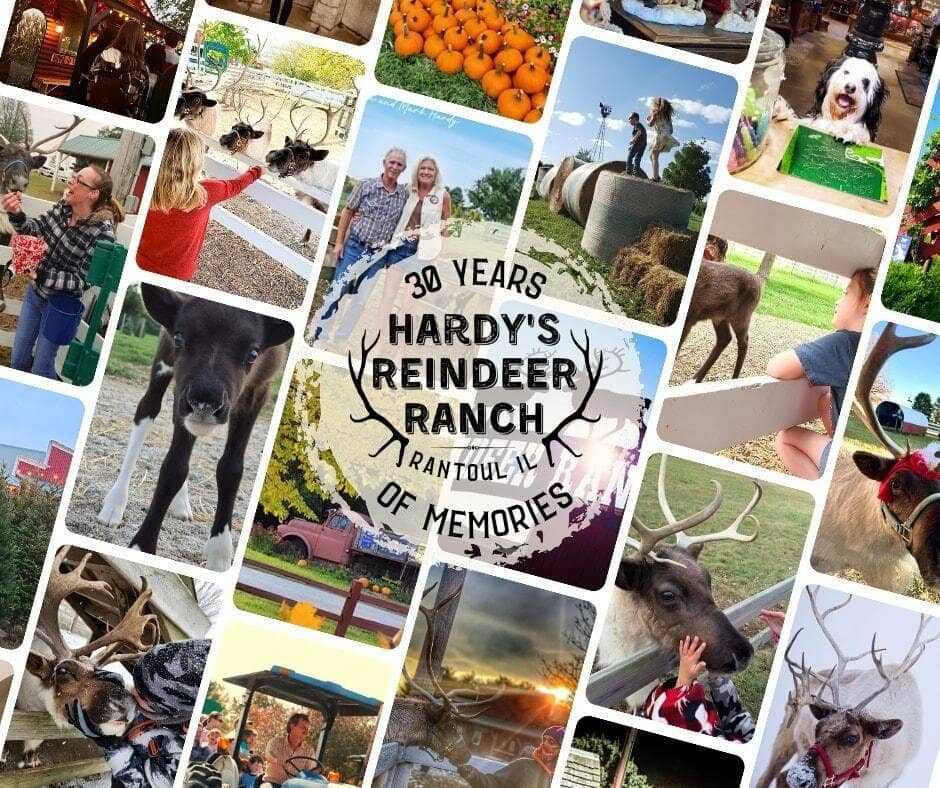 Petting Zoo & Play Area