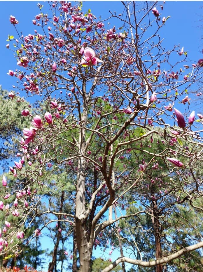 Cherry Blossom Spectacle