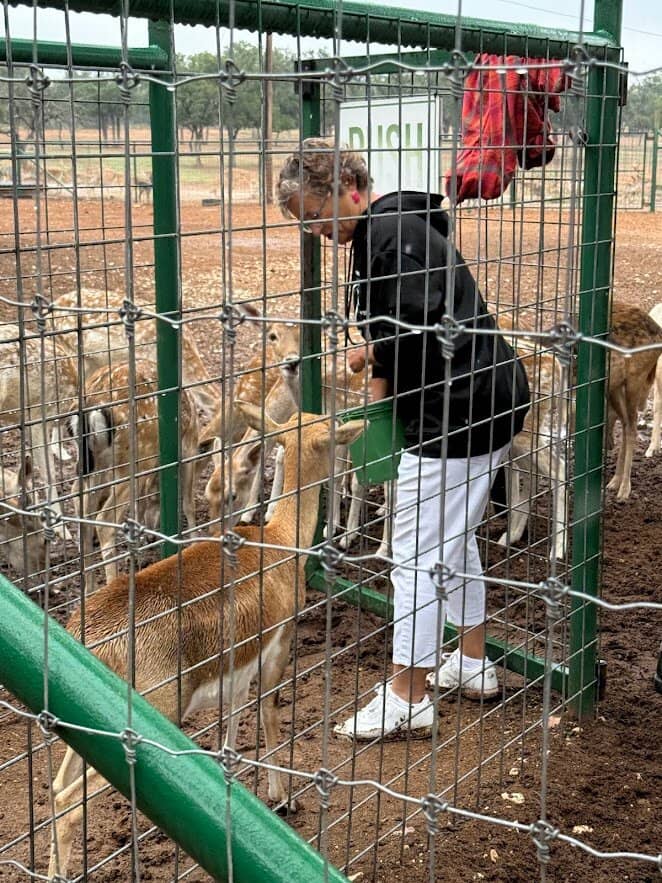 Giraffe Feeding