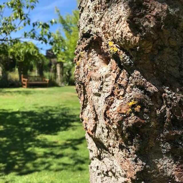 Botanical Collections