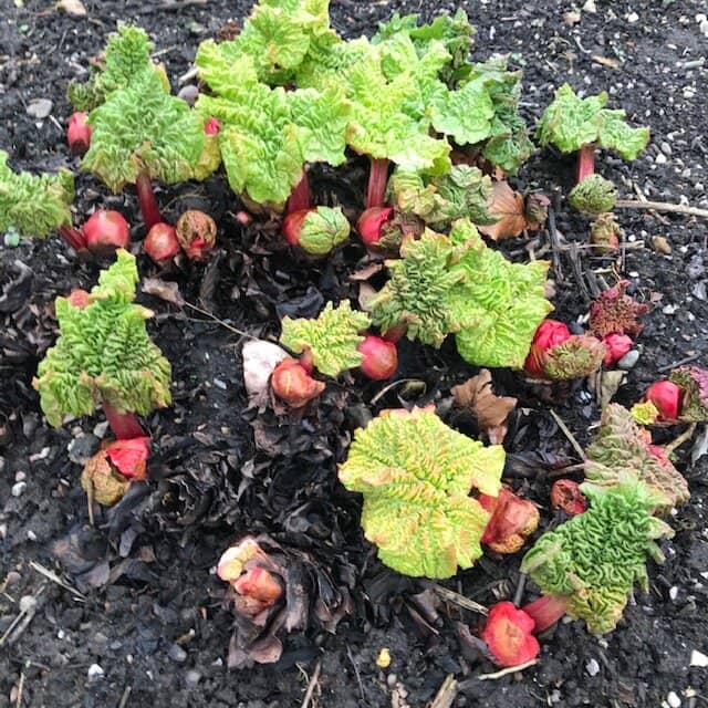 Woodland Walk & Water Features