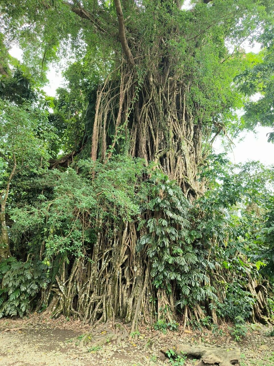 Suman de Baler & Bucayo