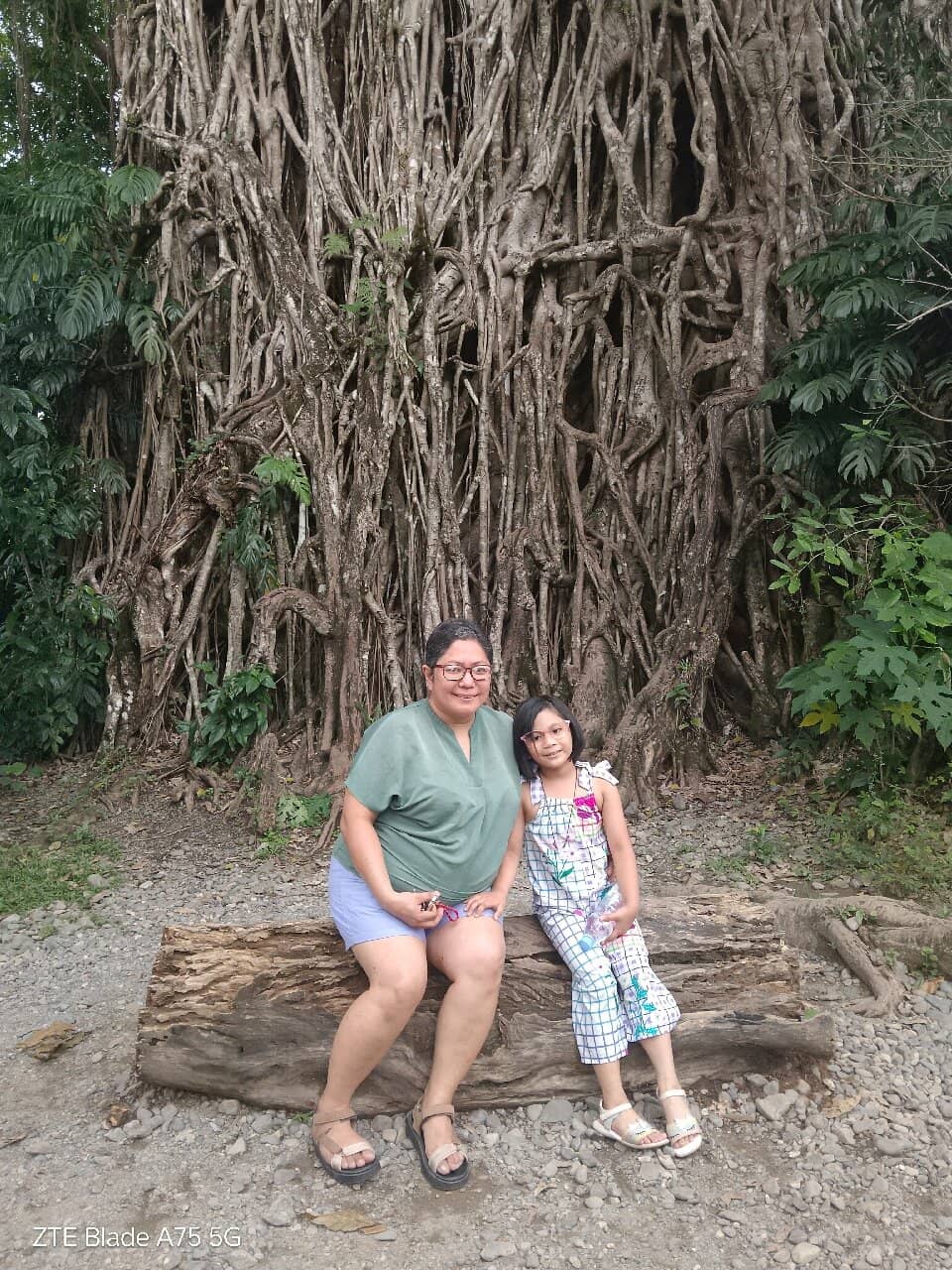 Inside the Hollow Trunk