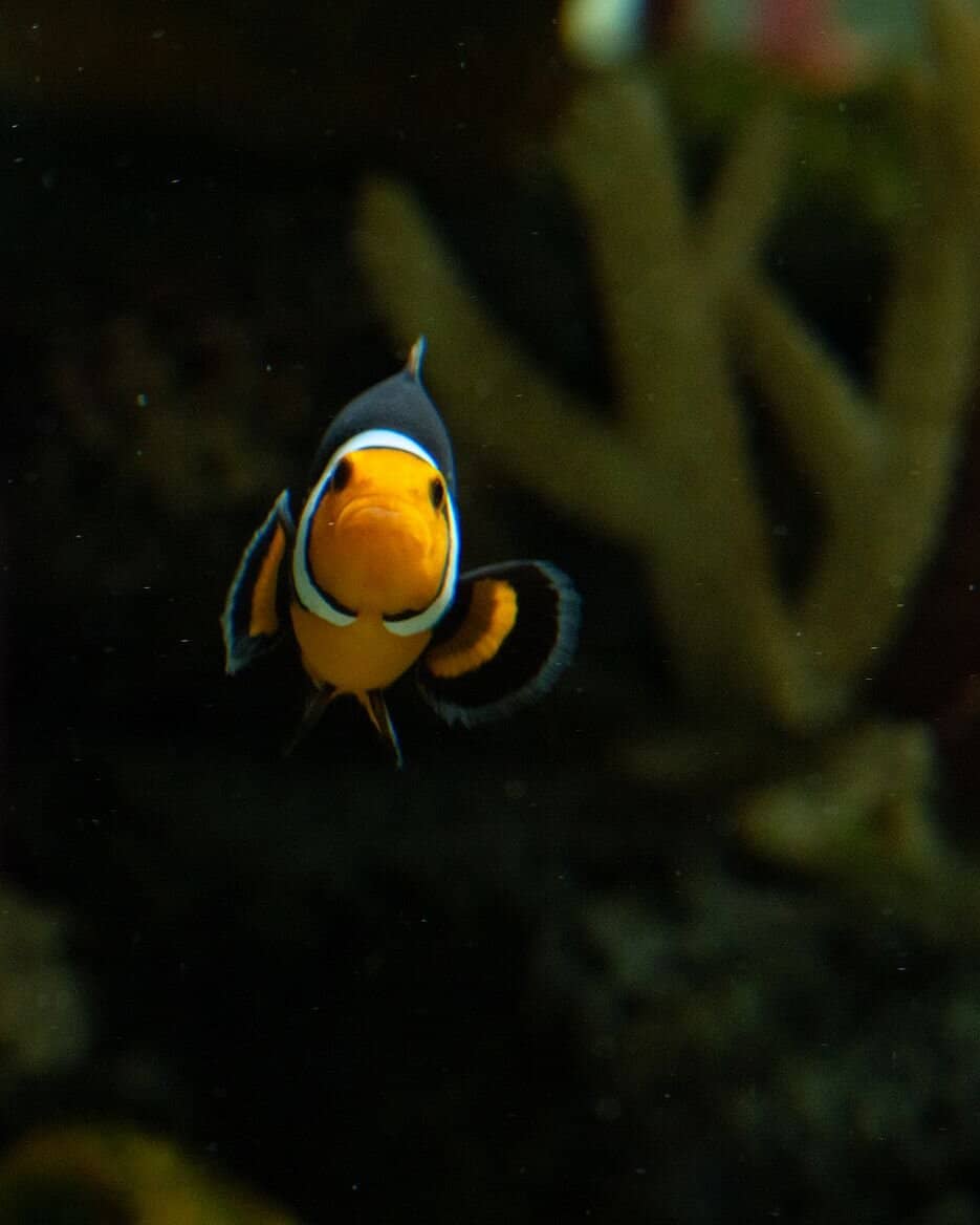 Small Tunnel Aquarium