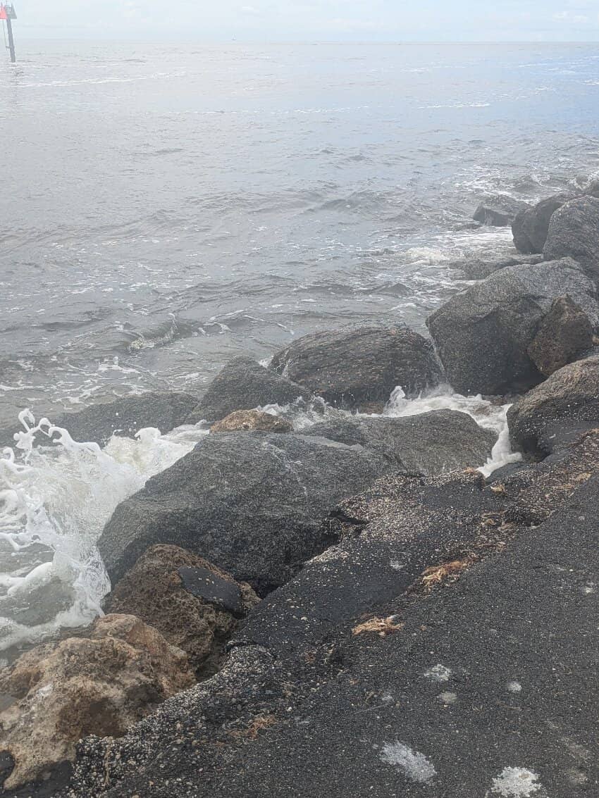 Seashell & Shark Tooth Hunting