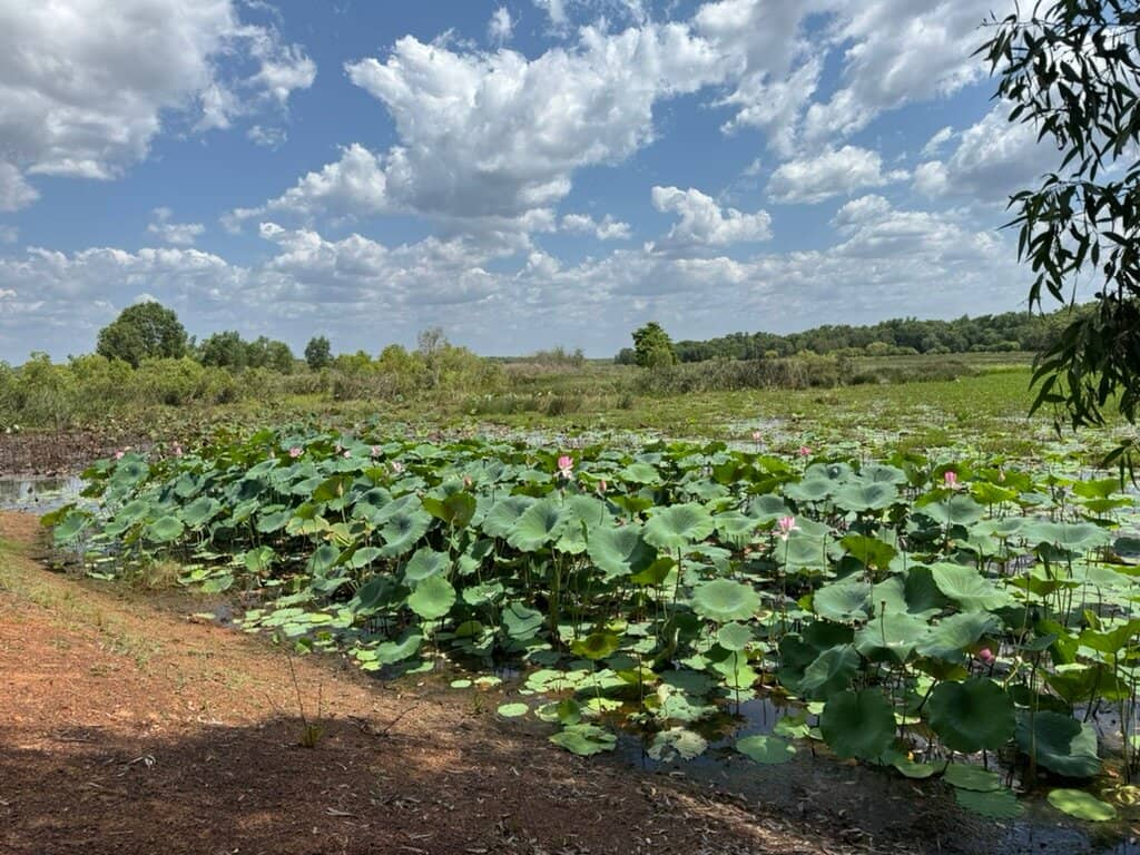Sea of Lotus Lilies