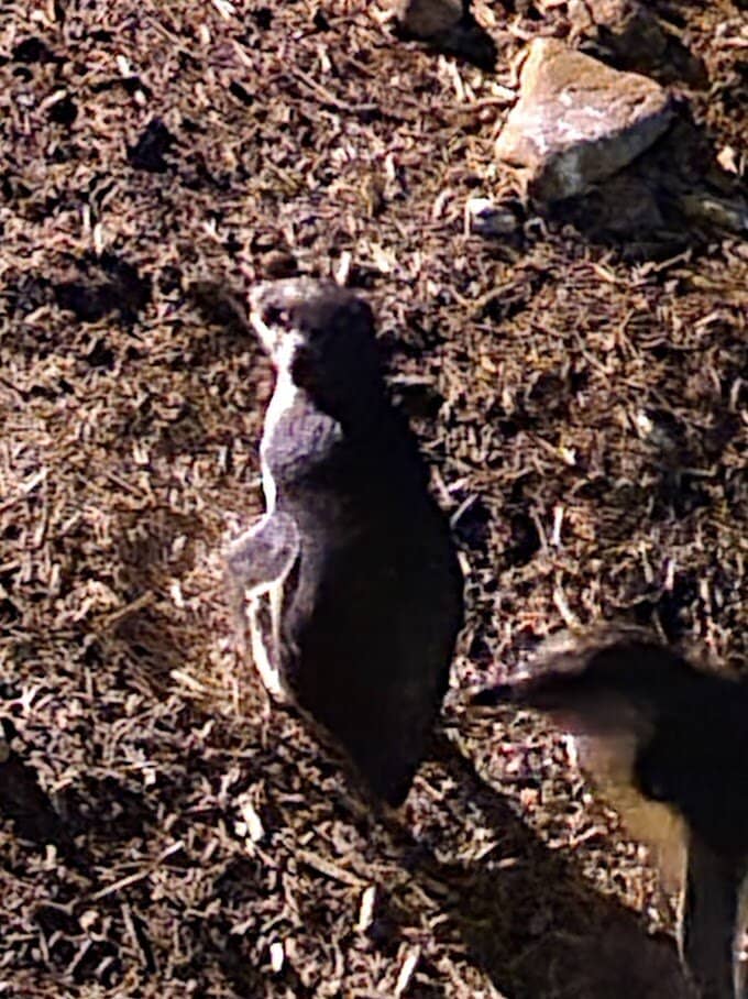 Giant Penguin Statue