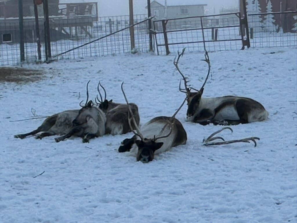 Majestic Alaskan Wildlife