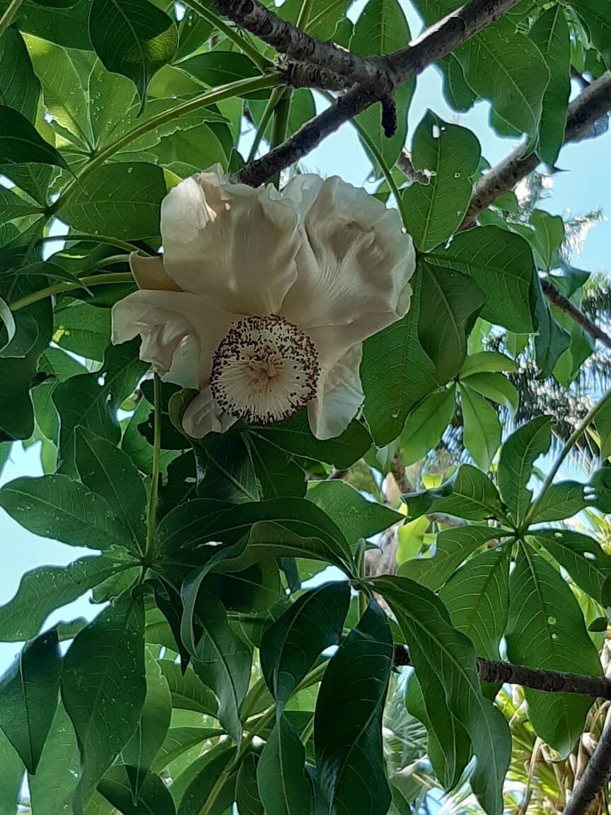 Themed Botanical Zones