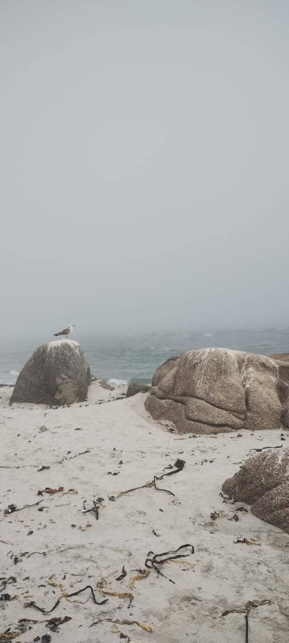 Shell-Strewn Beaches