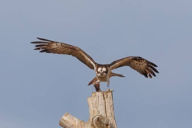 Wildlife Observation