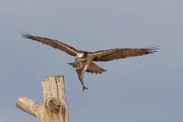 Peat Bog & Marshland
