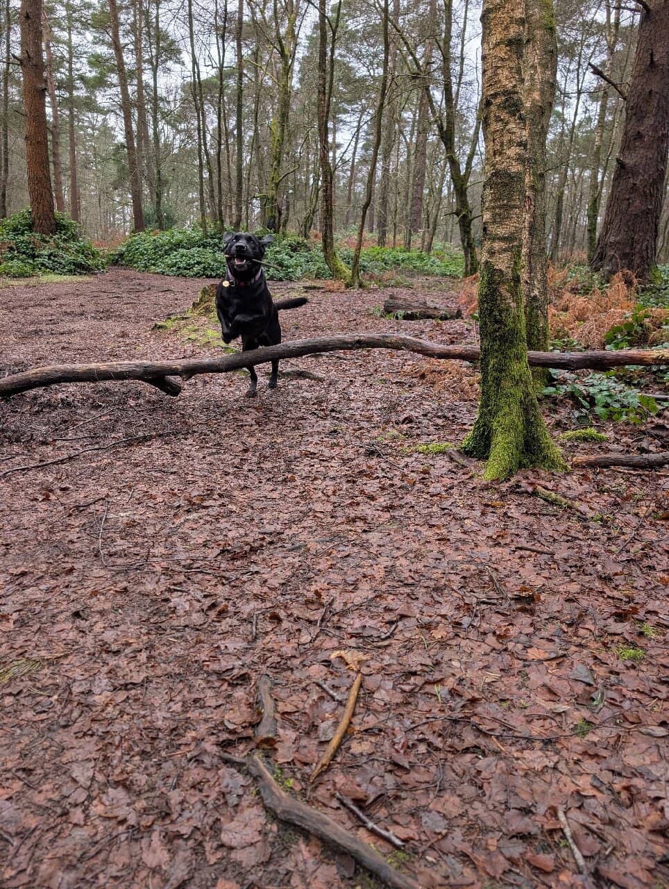 Panoramic Surrey Views