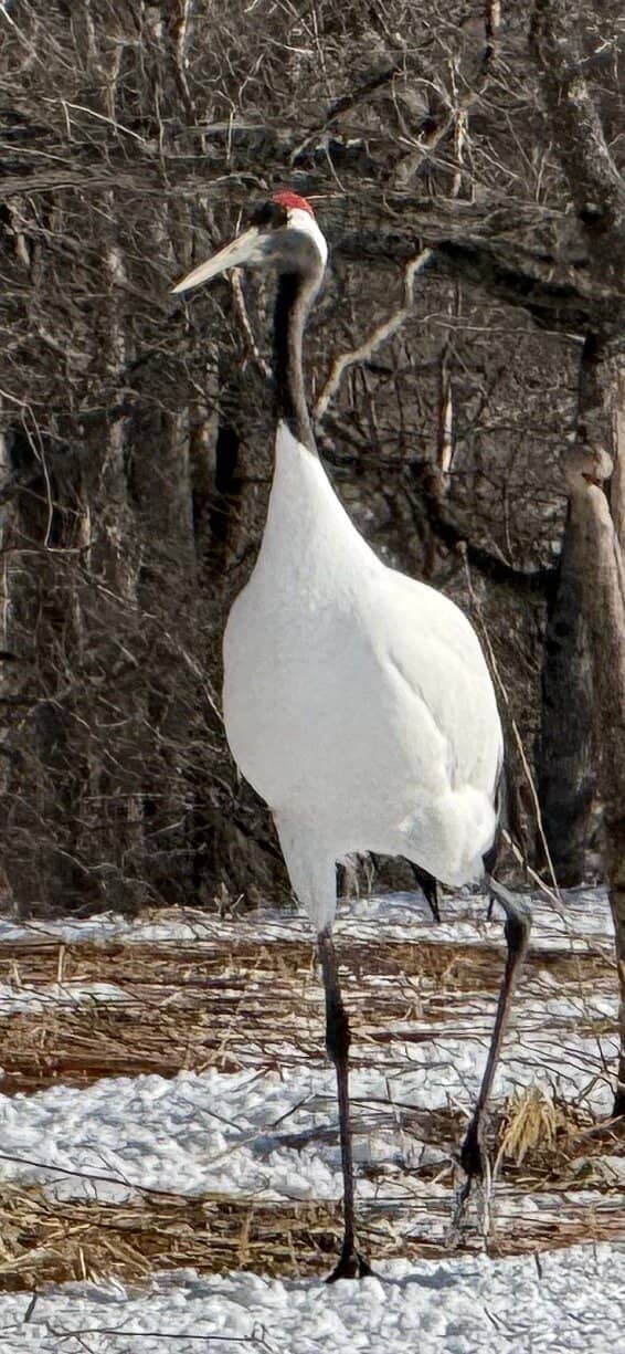 Close-Up Crane Observation