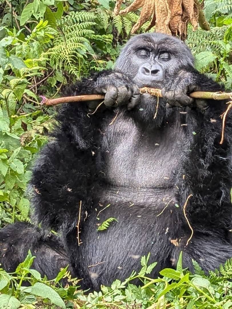 Golden Monkey Trekking