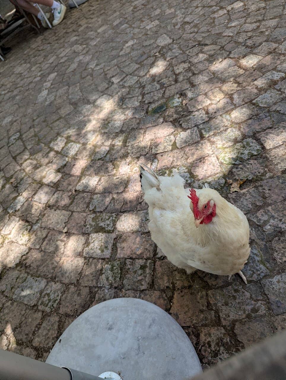 Gourmet Food Pairings