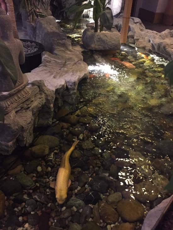 Koi Pond Serenity
