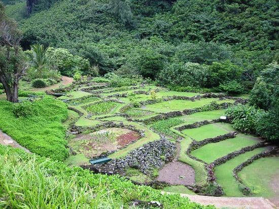 Native Hawaiian Plants