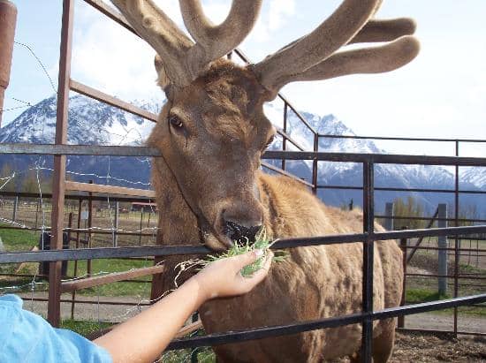 Scenic Winter Sleigh Rides