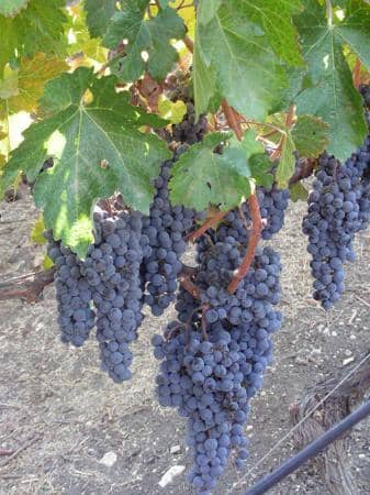 Mountain Zinfandel