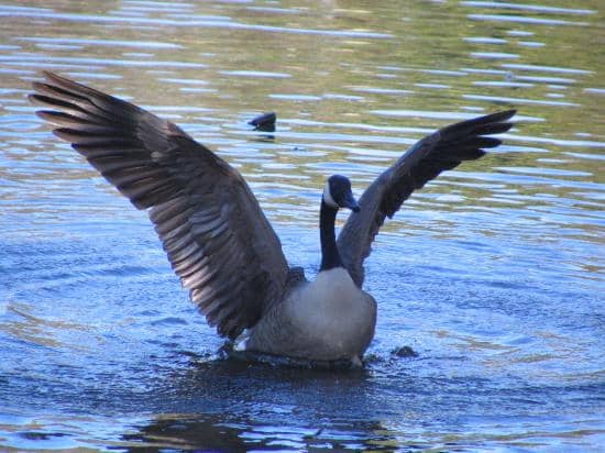The Pond and Pathways