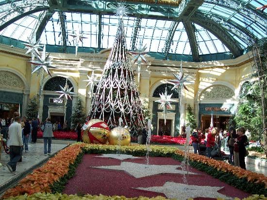 The Succulent Collection