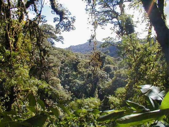 Elusive Quetzal Spotting