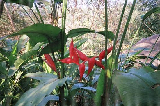 Diverse Flora