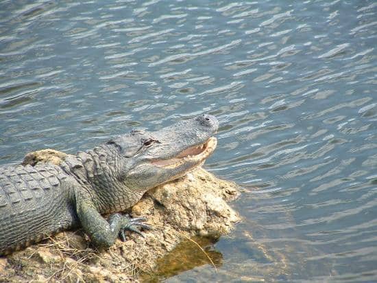 Wildlife Encounters