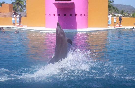 Dolphin Therapy Sessions