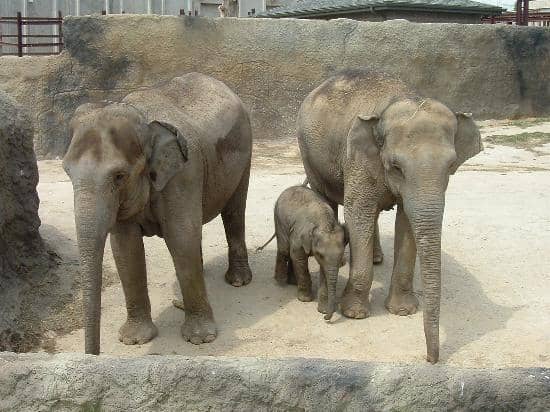 Asian Elephant Pumpkin Smash