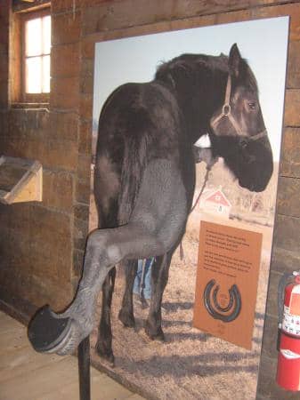 Ranch Buildings & Heritage
