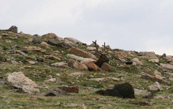 Panoramic Alpine Tundra Views
