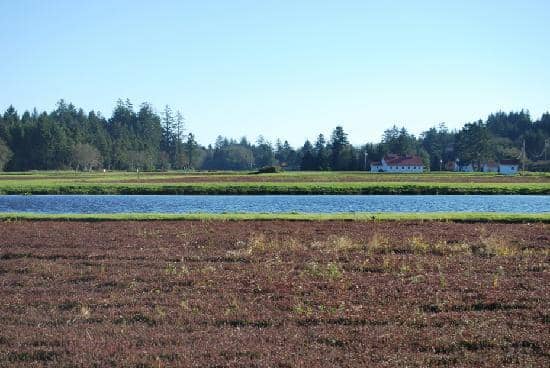 Cranberry Bog Walk