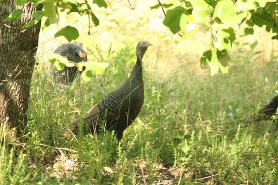 Scenic Hiking Trails