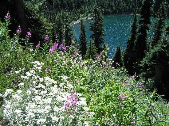 Alpine Lake Views
