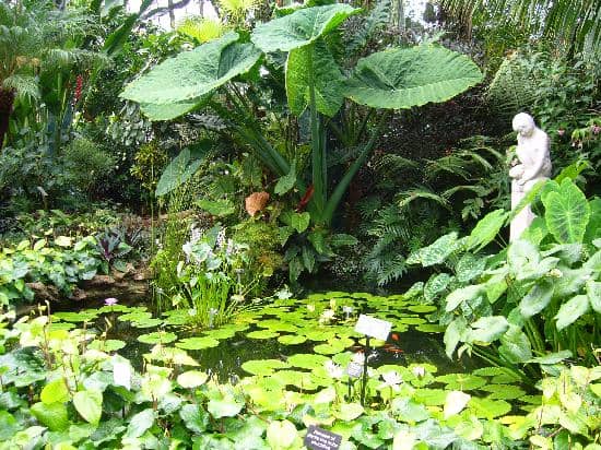 The Fern Room