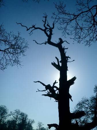 Junkyard Market Festival