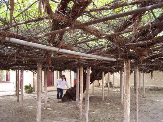 Rose Tree Museum