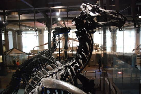 Dinosaur Replicas