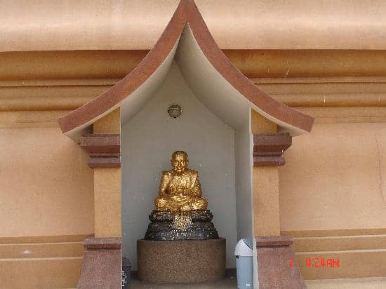 Exotic Couroupita Guianensis Tree