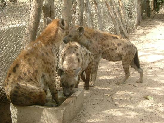 Birdwatching Opportunities