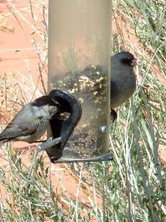 Nature Discovery Area Loop