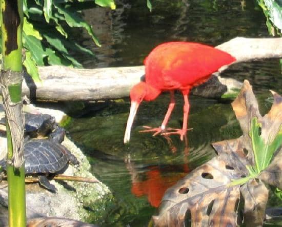 Flight Butterfly Experience